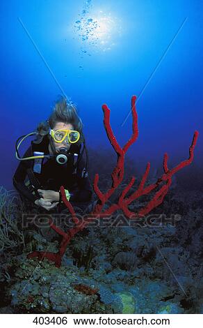 Red coral View Large Photo Image Stock Photograph - Red coral. Fotosearch