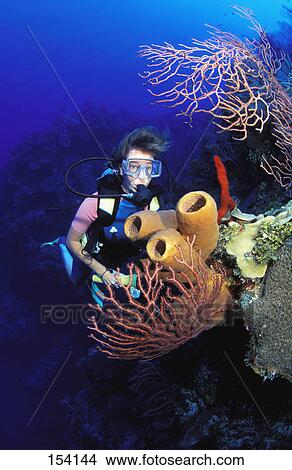 Picture - Scuba diver examining coral formation. Fotosearch