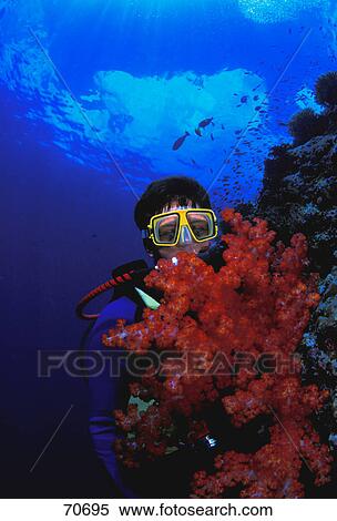 Stock Photography - Scuba diver examining coral. Fotosearch