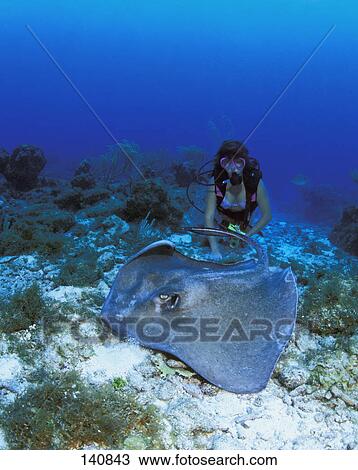 Scuba diver on ocean floor with sting ray View Large Photo Image Stock Image - Scuba diver on ocean floor with sting ray. Fotosearch