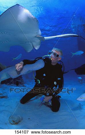 Stock Photo - Scuba diver on ocean floor with sting rays. Fotosearch