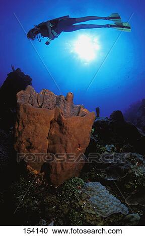 Scuba diver over coral reef View Large Photo Image Stock Image - Scuba diver over coral reef. Fotosearch
