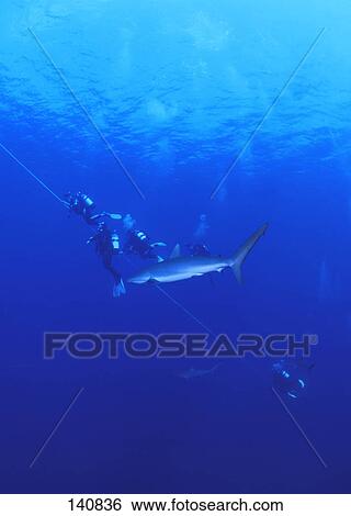 Scuba divers being towed with shark in foreground View Large Photo Image Stock Photograph - Scuba divers being towed with shark in foreground. Fotosearch