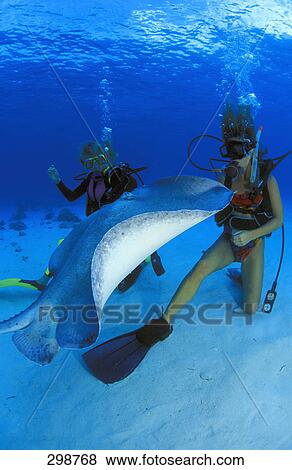 Scuba divers with stingray at Stingray City Grand Cayman View Large Photo Image Stock Photo - Scuba divers with stingray at Stingray City Grand Cayman . Fotosearch