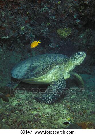 Sea turtle View Large Photo Image Stock Photo - Sea turtle. Fotosearch
