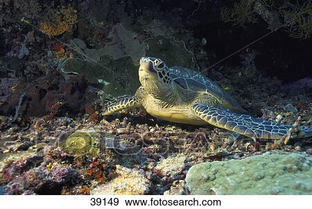 Stock Photo - Sea turtle. Fotosearch