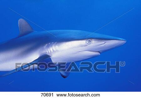 Stock Image - Shark. Fotosearch