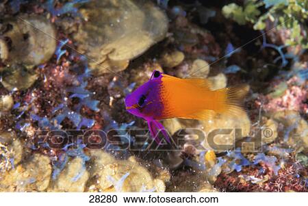 Stock Image - Small purple and orange fish. Fotosearch