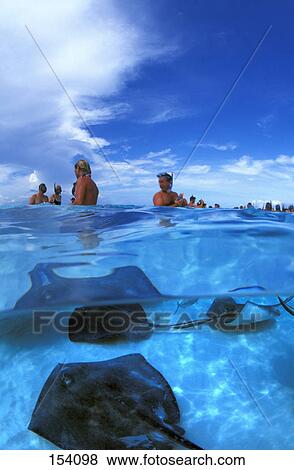 Snorkelers standing in shallow water with sting rays View Large Photo Image Stock Photo - Snorkelers standing in shallow water with sting rays. Fotosearch