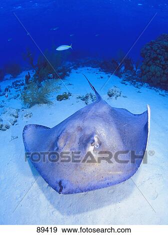 Sting ray on sea floor View Large Photo Image Stock Photo - Sting ray on sea floor. Fotosearch