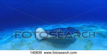 Stock Photo - Sting ray. Fotosearch