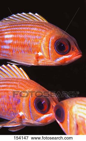 Striped squirrelfish View Large Photo Image Stock Photo - Striped squirrelfish. Fotosearch