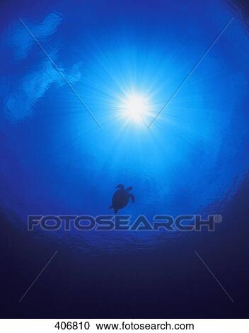 Swimming sea turtle View Large Photo Image Stock Image - Swimming sea turtle. Fotosearch