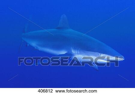 Stock Image - The predator. Fotosearch