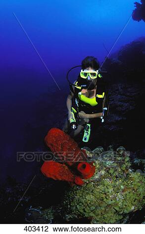 Three red coral View Large Photo Image Stock Image - Three red coral. Fotosearch