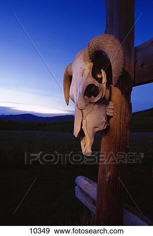 A cow skull View Large Photo Image Stock Photo - A cow skull. Fotosearch
