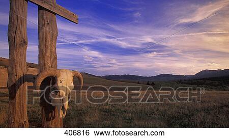 Bull skull View Large Photo Image Stock Photograph - Bull skull. Fotosearch