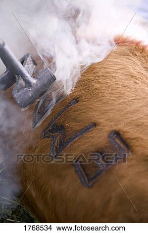 Picture - Cattle branding. Fotosearch
