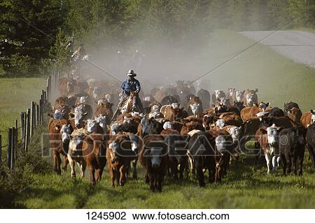 Cattle herding View Large Photo Image Stock Image - Cattle herding. Fotosearch