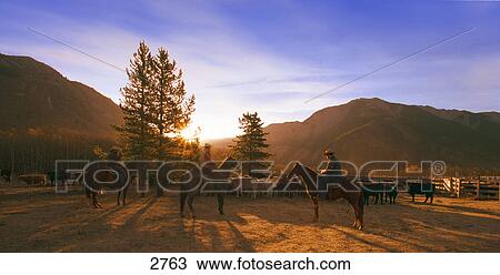 Stock Image - Cattle roundup. Fotosearch