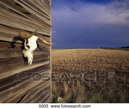 Cow skull on shack wall View Large Photo Image Stock Image - Cow skull on shack wall. Fotosearch