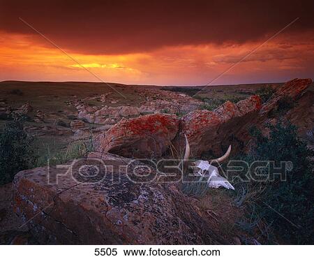 Cow skull with large rocks in field with sunset Writing On Stone Provincial Park Alberta View Large Photo Image Stock Photography - Cow skull with large rocks in field with sunset Writing On Stone Provincial Park Alberta. Fotosearch