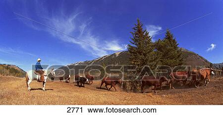 Cowboy on cattle drive View Large Photo Image Stock Image - Cowboy on cattle drive. Fotosearch