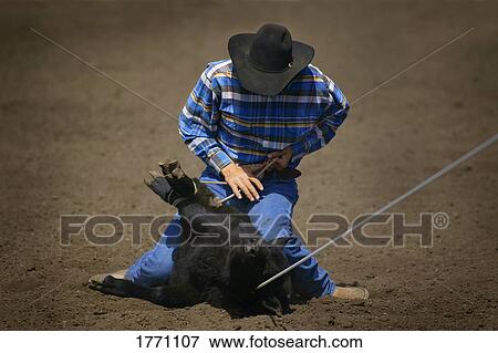Cowboy roping calf View Large Photo Image Stock Photo - Cowboy roping calf. Fotosearch