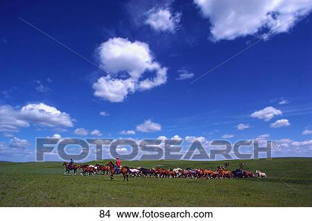 Picture - Cowboys herding horses on grassland. Fotosearch