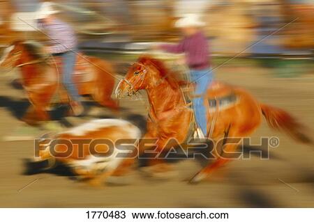 Stock Image - Cowboys lassoing a calf. Fotosearch