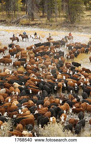 Cowboys on cattle round up Southern Alberta Canada View Large Photo Image Stock Image - Cowboys on cattle round up Southern Alberta Canada. Fotosearch