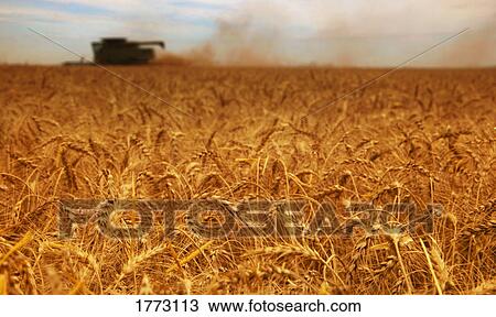 Stock Image - Harvest time. Fotosearch