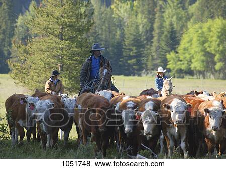 Stock Photo - On the ranch. Fotosearch
