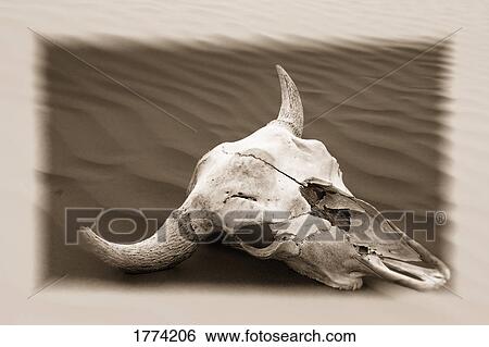 Skull in desert View Large Photo Image Stock Photograph - Skull in desert. Fotosearch