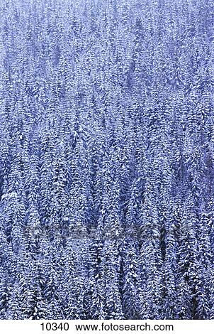 Stock Image - Frosty forest. Fotosearch