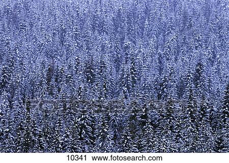 Stock Image - Frosty forest. Fotosearch