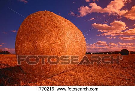 A bale of hay View Large Photo Image Stock Photograph - A bale of hay. Fotosearch