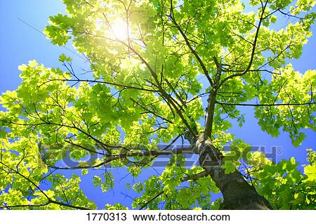Stock Image - A tall tree. Fotosearch
