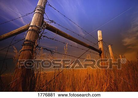 Barbed wire fence and plants View Large Photo Image Stock Image - Barbed wire fence and plants. Fotosearch