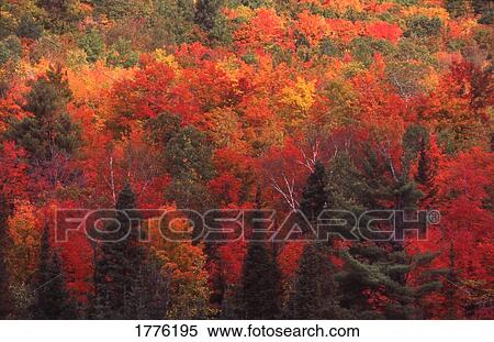 Beautiful Autumn trees and scenery View Large Photo Image Stock Photography - Beautiful Autumn trees and scenery. Fotosearch