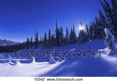 Stock Image - Beautiful winter trees. Fotosearch