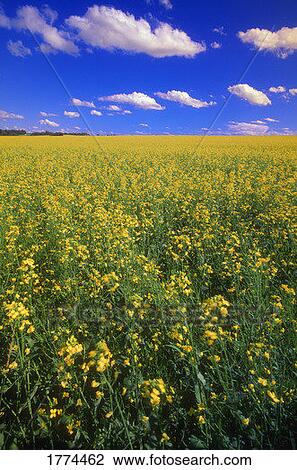 Field of canola in bloom View Large Photo Image Stock Image - Field of canola in bloom. Fotosearch
