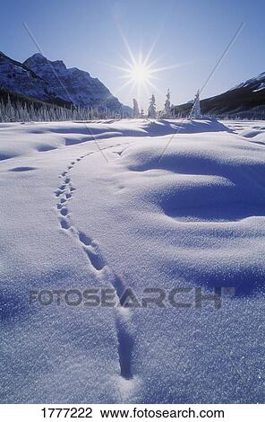 Footprints in the snow, Banff National Park, Alberta, Canada View Large Photo Image Stock Image - Footprints in the snow, Banff National Park, Alberta, Canada. Fotosearch