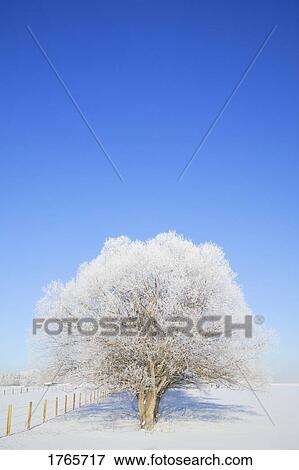 Stock Photo - Frosty trees. Fotosearch