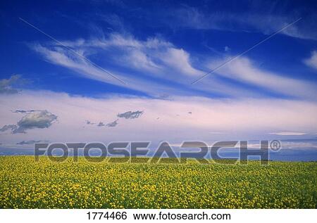 Landscape of field and sky View Large Photo Image Stock Photograph - Landscape of field and sky. Fotosearch