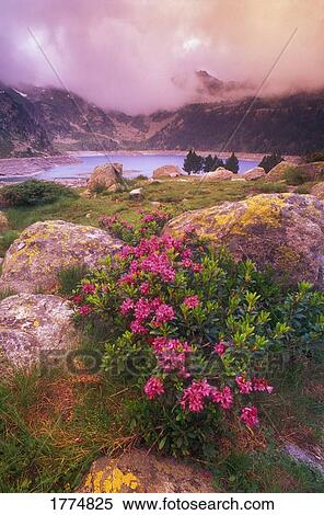 Mountain greenery and lake View Large Photo Image Stock Photography - Mountain greenery and lake. Fotosearch