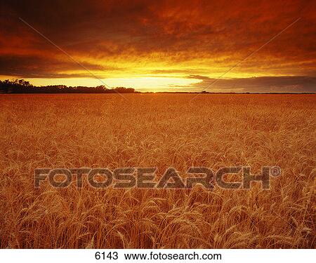 Colección de imágen - ocaso, encima, campo de trigo. Fotosearch