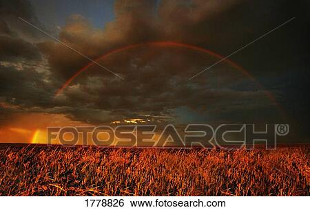 Rainbow above farmers field View Large Photo Image Stock Photograph - Rainbow above farmers field. Fotosearch