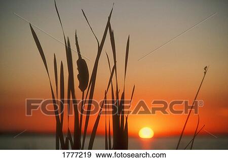 Rushes silhouetted against sunset View Large Photo Image Stock Photo - Rushes silhouetted against sunset. Fotosearch