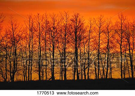 Silhouette of trees against sunset View Large Photo Image Stock Image - Silhouette of trees against sunset. Fotosearch